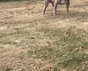 American Bulldog