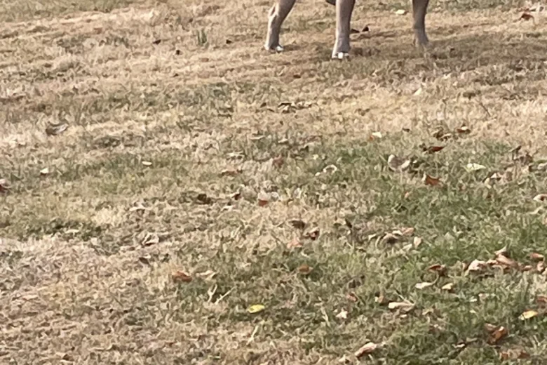 American Bulldog