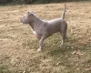 American Bulldog