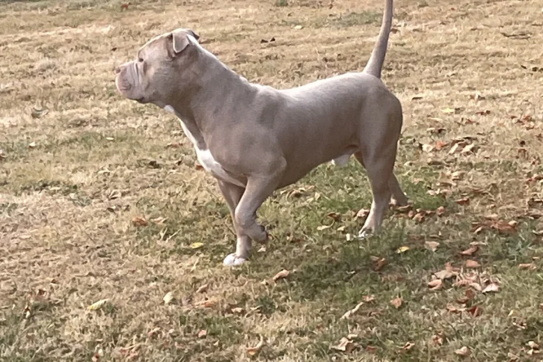 American Bulldog