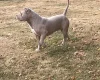 American Bulldog