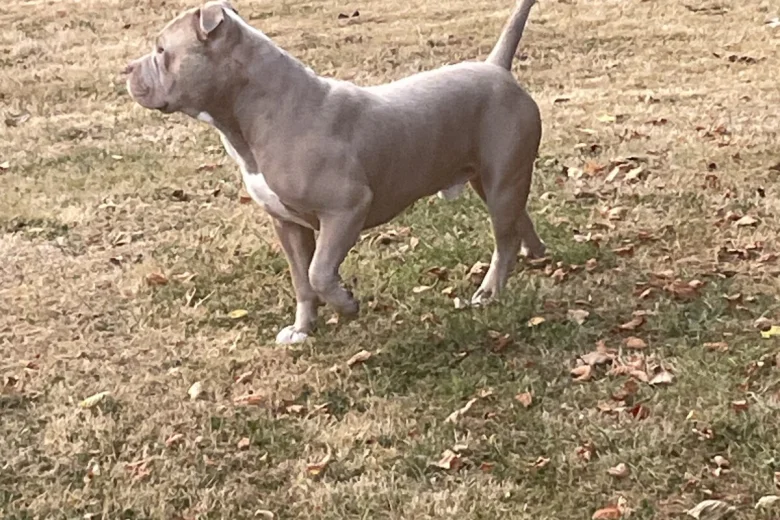 American Bulldog