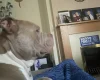 American Bulldog