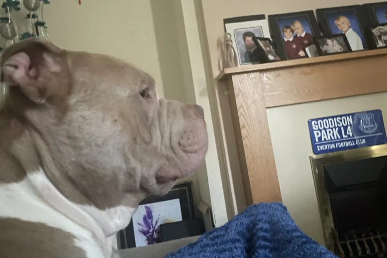 American Bulldog