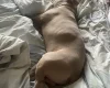 American Bulldog