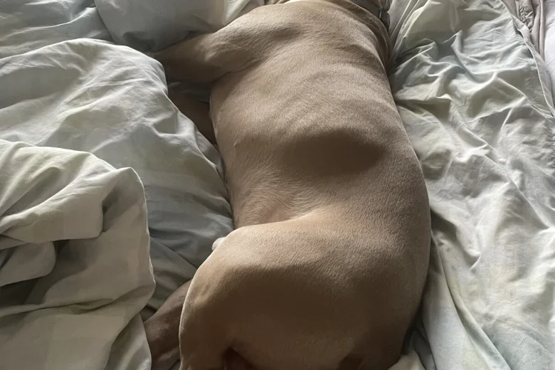 American Bulldog