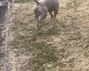 American Bulldog