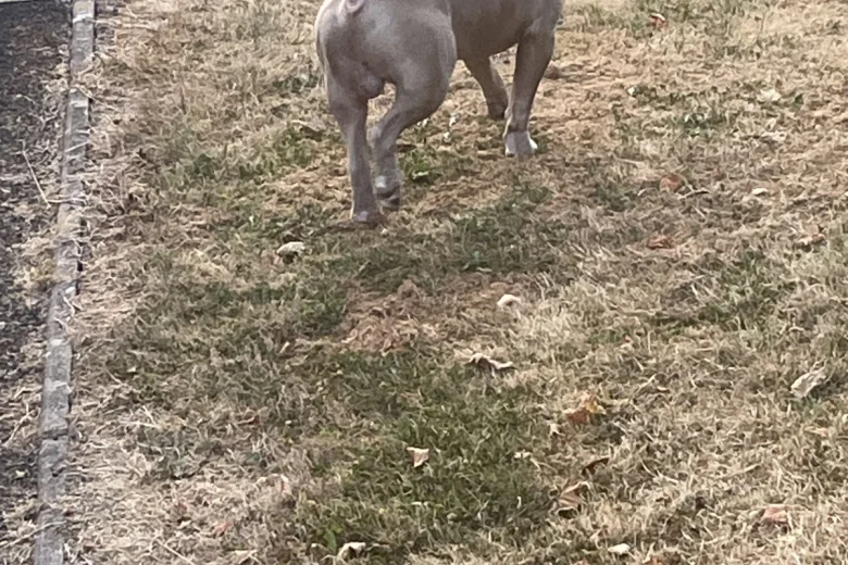American Bulldog