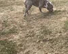 American Bulldog