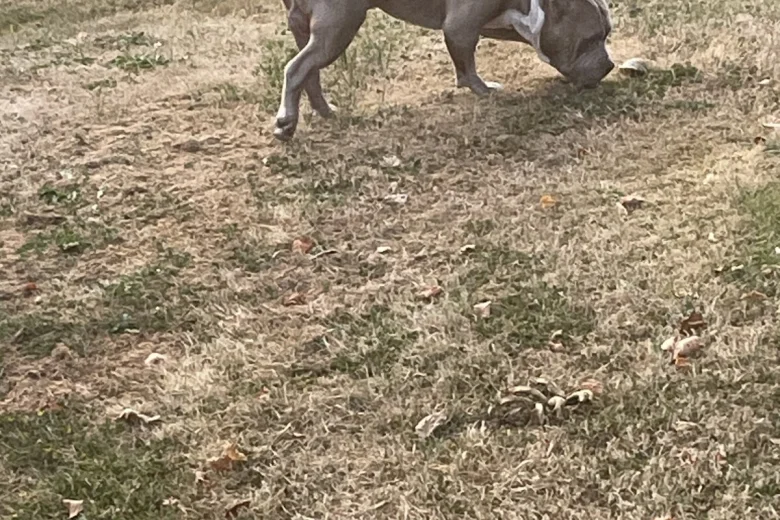 American Bulldog