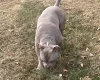 American Bulldog