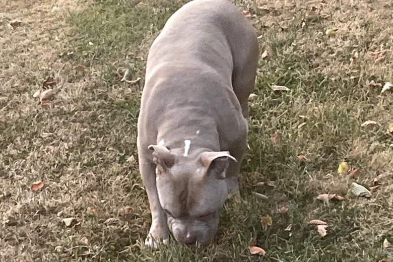 American Bulldog