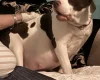American Bulldog