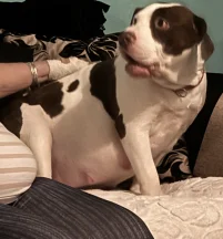 American bull