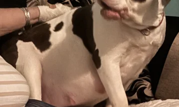American Bulldog