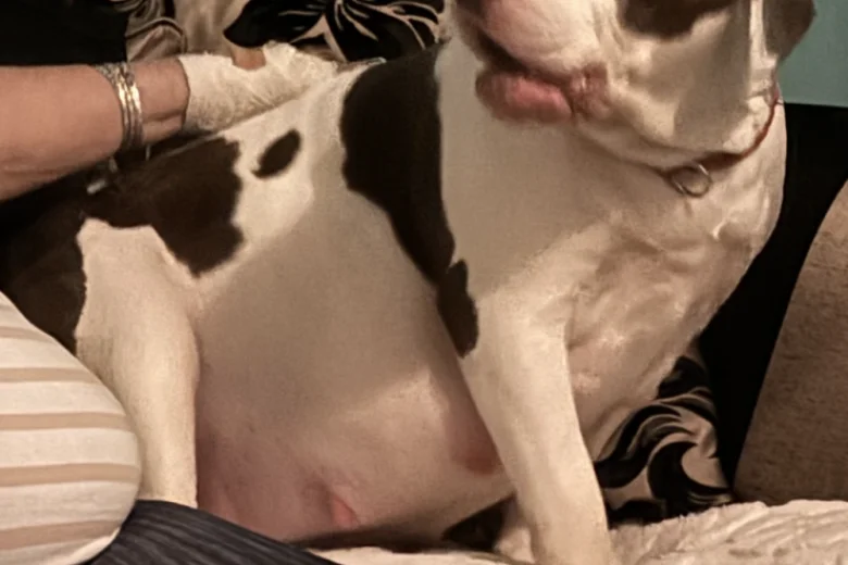 American Bulldog