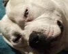 American Bulldog