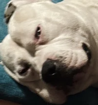 Classic American bull