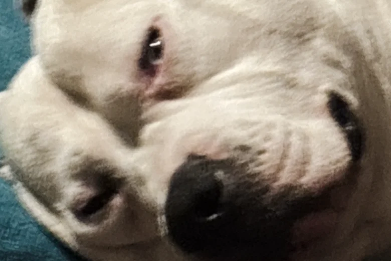 American Bulldog