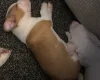 American Bulldog