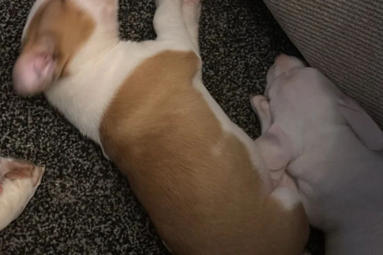 American Bulldog
