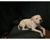 American Bulldog