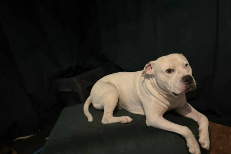 American Bulldog