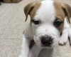 American Bulldog