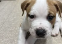 Puppy 1