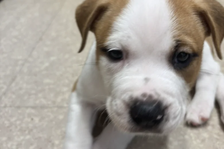 American Bulldog
