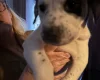 American Bulldog