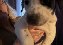 Puppy 6