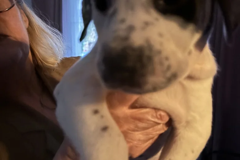 American Bulldog
