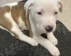 American Bulldog