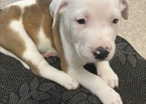 Puppy 2