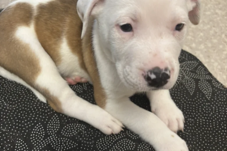 American Bulldog