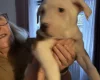 American Bulldog