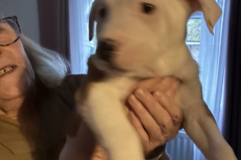 American Bulldog