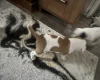 American Bulldog