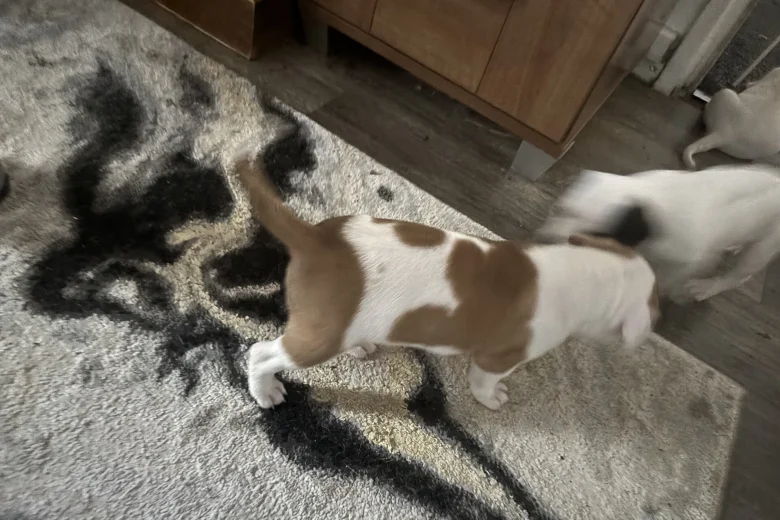American Bulldog