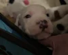 American Bulldog