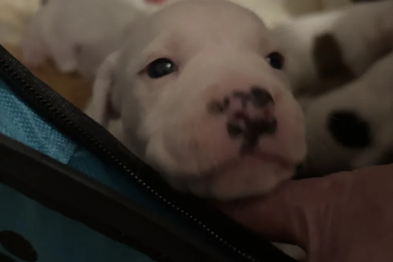 American Bulldog