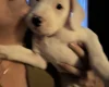 American Bulldog