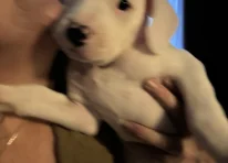 Puppy 4