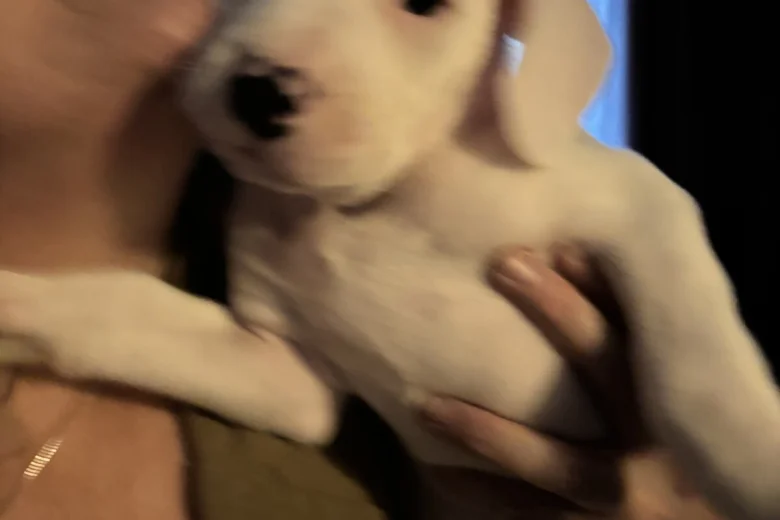 American Bulldog
