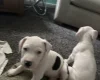 American Bulldog