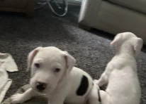 Puppy 3