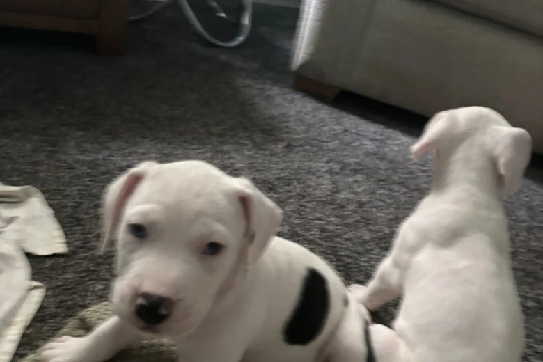 American Bulldog