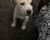American Bulldog