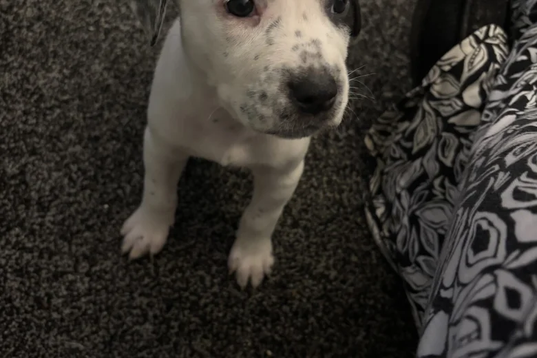 American Bulldog